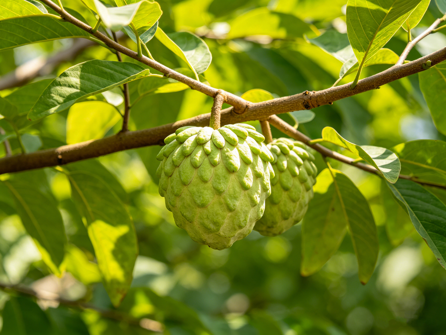 🌲Premium Sugar Apple: Nature's Creamiest Tropical Dessert-OKN