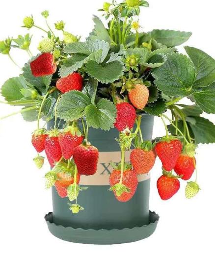 Four Seasons Red Beauty Strawberry Seedlings, Fruiting Same Year With Soil-SUY