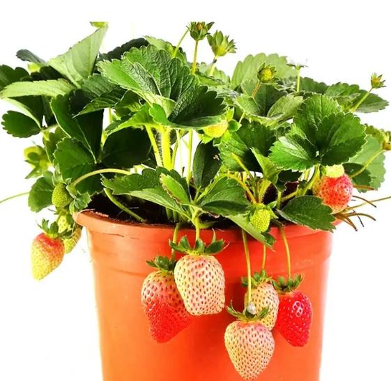 Four Seasons Red Beauty Strawberry Seedlings, Fruiting Same Year With Soil-SUY