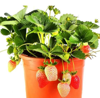Four Seasons Red Beauty Strawberry Seedlings, Fruiting Same Year With Soil-SUY