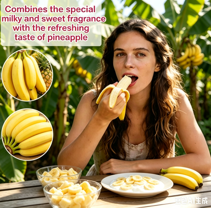 U.S.-Adapted Banana Tree – Harvest Fresh Fruit In Your Own Backyard-SUY