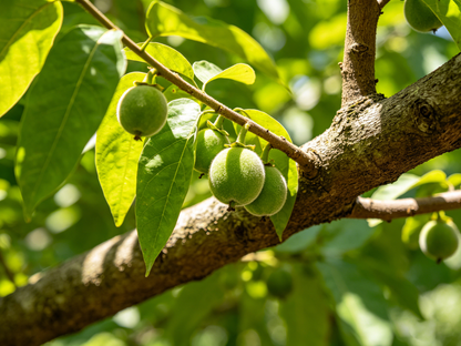 🌲Premium Sugar Apple: Nature's Creamiest Tropical Dessert-OKN
