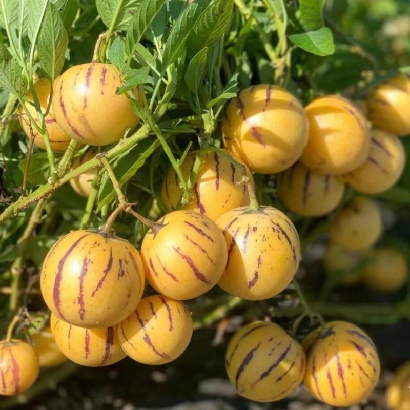 Heirloom Pepino Melon Seeds, Sweet & Juicy Pepino Fruit Seeds, Non-GMO Exotic Seeds for Home Garden Planting-VEX
