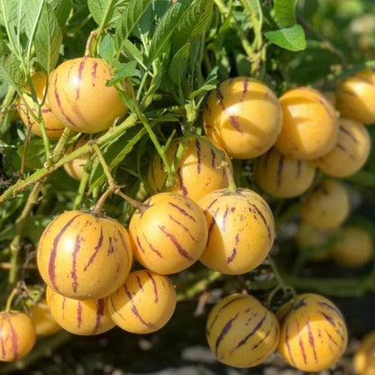 Heirloom Pepino Melon Seeds, Sweet & Juicy Pepino Fruit Seeds, Non-GMO Exotic Seeds for Home Garden Planting-VEX