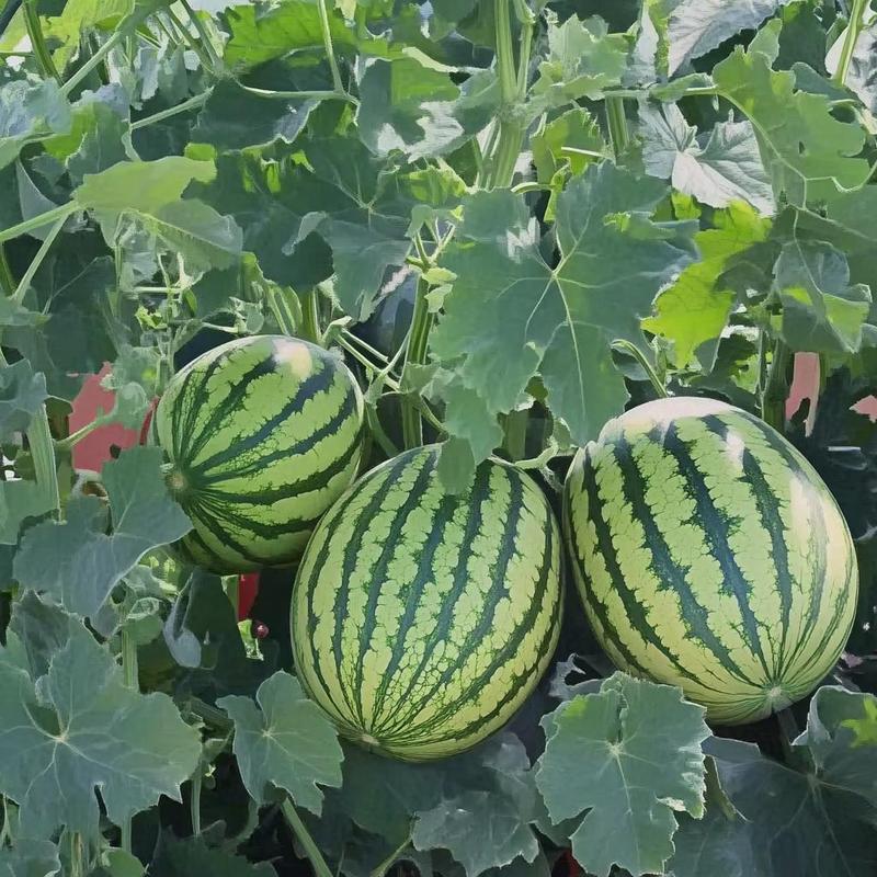 Fast-growing watermelon seeds allow you to enjoy sweet, juicy fruit all summer long — a must-have for every home garden.-CJP