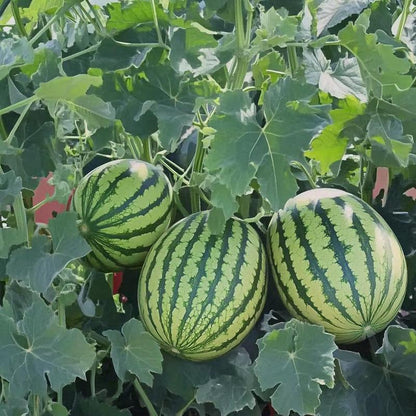 Fast-growing watermelon seeds allow you to enjoy sweet, juicy fruit all summer long — a must-have for every home garden.-CJP