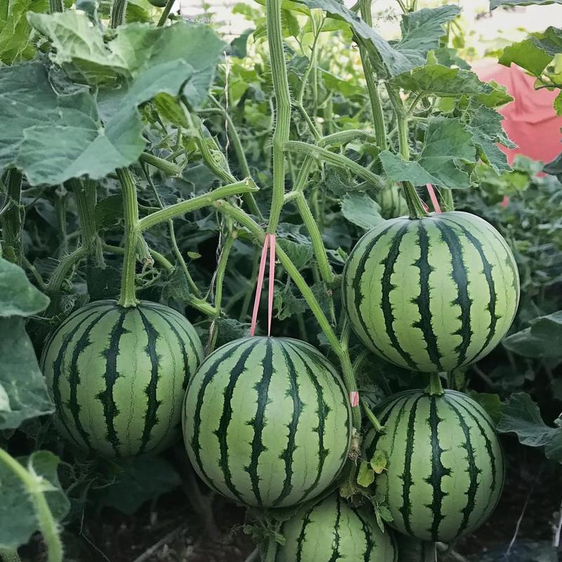 Fast-growing watermelon seeds allow you to enjoy sweet, juicy fruit all summer long — a must-have for every home garden.-CJP