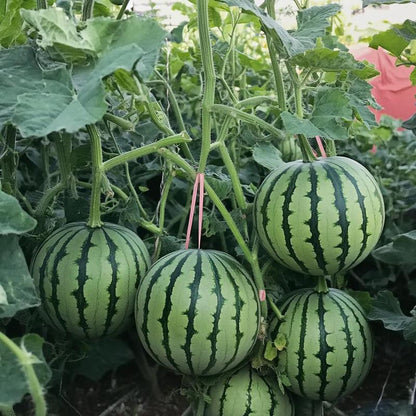 Fast-growing watermelon seeds allow you to enjoy sweet, juicy fruit all summer long — a must-have for every home garden.-CJP