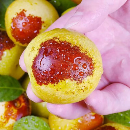 Eat winter jujube regularly, nutritious and healthy-OKN
