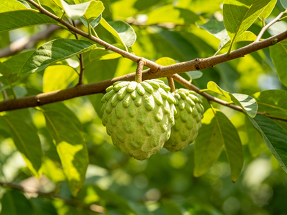 🌲Premium Sugar Apple: Nature's Creamiest Tropical Dessert-OKN