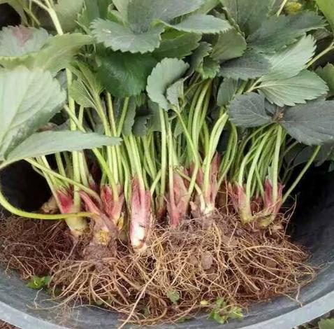 Four Seasons Red Beauty Strawberry Seedlings, Fruiting Same Year With Soil-SUY