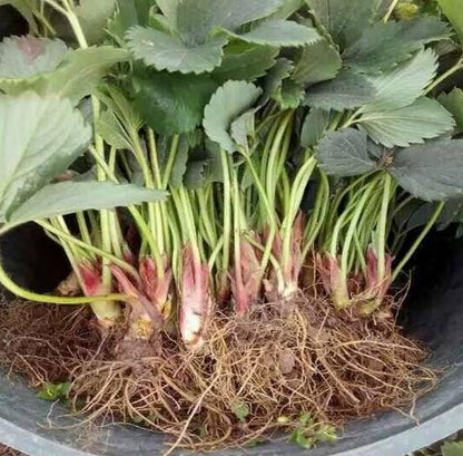 Four Seasons Red Beauty Strawberry Seedlings, Fruiting Same Year With Soil-SUY