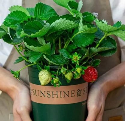 Four Seasons Red Beauty Strawberry Seedlings, Fruiting Same Year With Soil-SUY