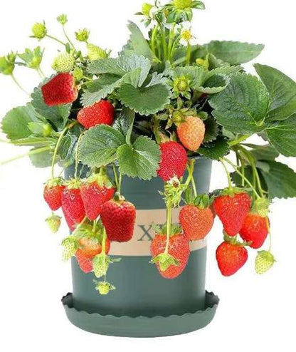 Four Seasons Red Beauty Strawberry Seedlings, Fruiting Same Year With Soil-SUY