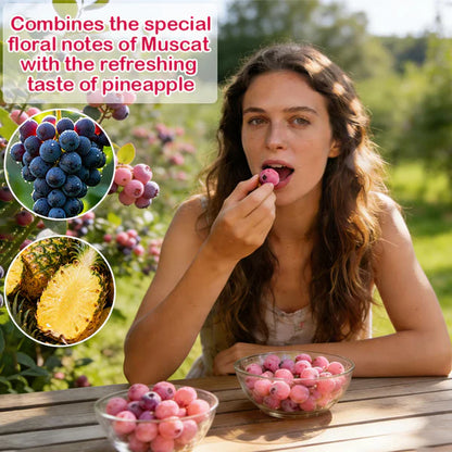 🔥50K+ SOLD!💟Premium Pink Blueberry Seeds🌱-😋A Uniquely Delightful Taste-YOY