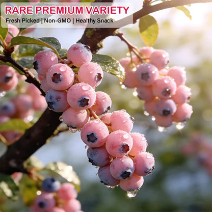 🔥50K+ SOLD!💟Premium Pink Blueberry Seeds🌱-😋A Uniquely Delightful Taste-YOY