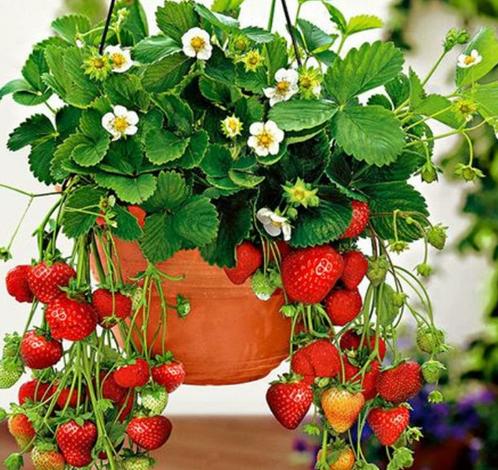 Four Seasons Red Beauty Strawberry Seedlings, Fruiting Same Year With Soil-SUY