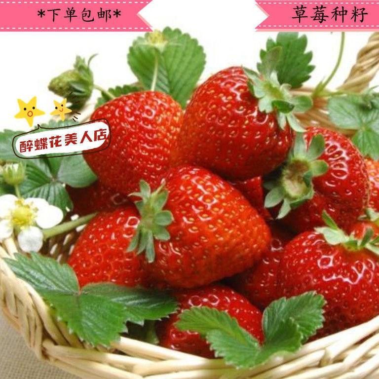 Four Seasons Red Beauty Strawberry Seedlings, Fruiting Same Year With Soil-SUY