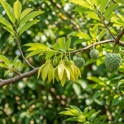 🌲Premium Sugar Apple: Nature's Creamiest Tropical Dessert-OKN