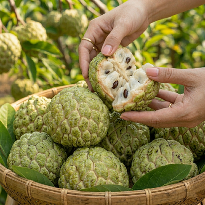🌲Premium Sugar Apple: Nature's Creamiest Tropical Dessert-OKN