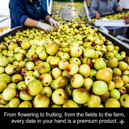 Eat winter jujube regularly, nutritious and healthy-OKN