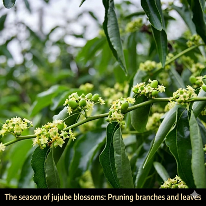 Eat winter jujube regularly, nutritious and healthy-OKN