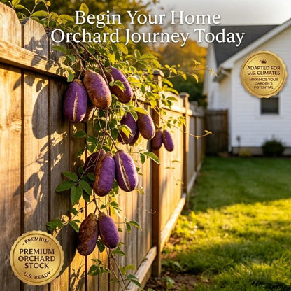 Rare Akebia Quinata Seeds - Grow Your Own Chocolate Vine with Sweet Purple Fruits.-XXS