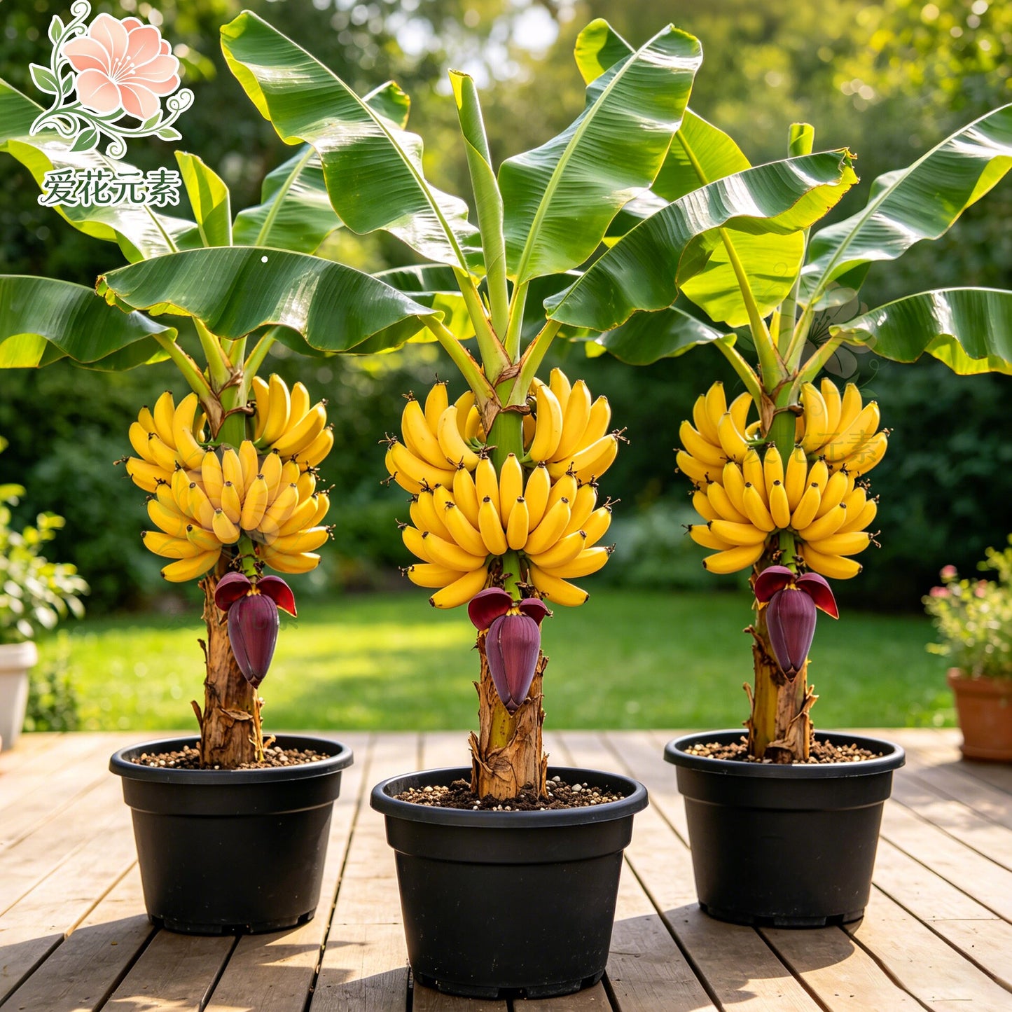 U.S.-Adapted Banana Tree – Harvest Fresh Fruit In Your Own Backyard-SUY