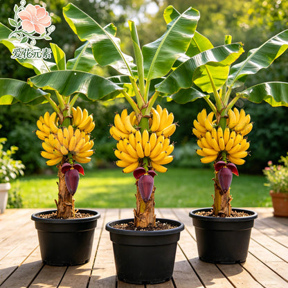 U.S.-Adapted Banana Tree – Harvest Fresh Fruit In Your Own Backyard-SUY