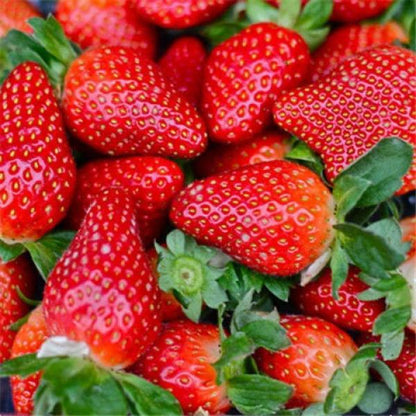 Four Seasons Red Beauty Strawberry Seedlings, Fruiting Same Year With Soil-SUY