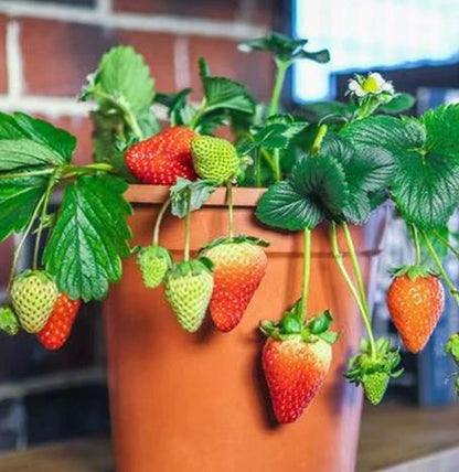 Four Seasons Red Beauty Strawberry Seedlings, Fruiting Same Year With Soil-SUY
