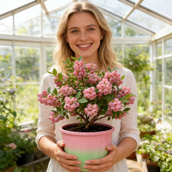 💝Buy 1 Get 2 Free（1500 seeds）