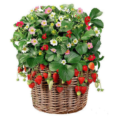 Four Seasons Red Beauty Strawberry Seedlings, Fruiting Same Year With Soil-SUY