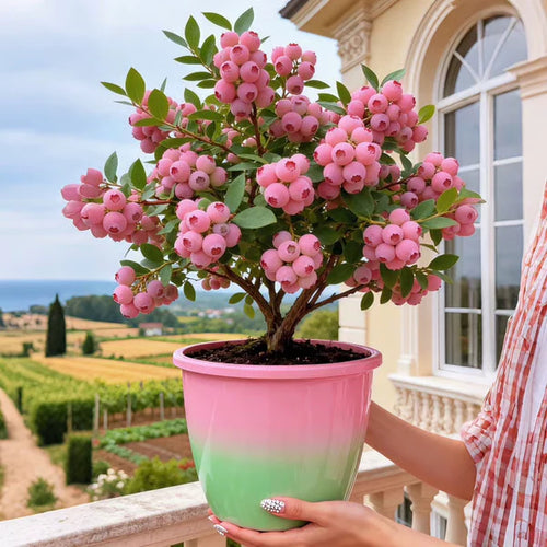 🔥50K+ SOLD!💟Premium Pink Blueberry Seeds🌱-😋A Uniquely Delightful Taste-YOY