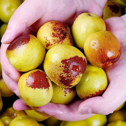 Eat winter jujube regularly, nutritious and healthy-OKN