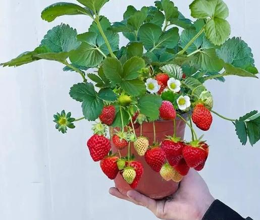 Four Seasons Red Beauty Strawberry Seedlings, Fruiting Same Year With Soil-SUY