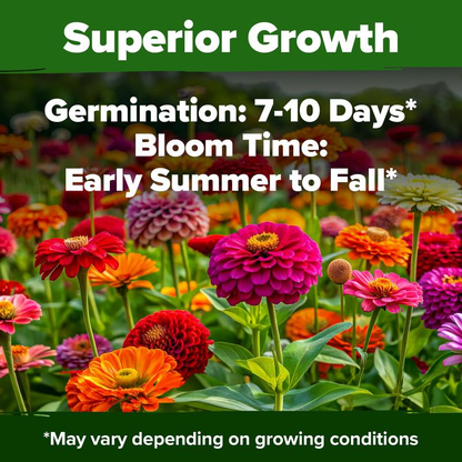 Zinnia Seeds - Pure Seeds - No Filler - USA Heirloom Flower Seeds-VIM